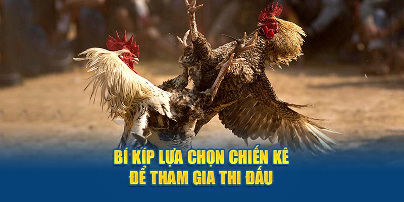 Bí kíp lựa chọn chiến kê thi đấu