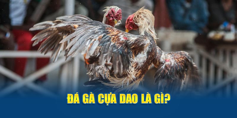 Đá gà cựa dao là gì? 