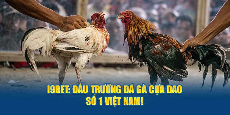 i9bet - Đấu Trường Đá Gà Cựa Dao Số 1 Việt Nam