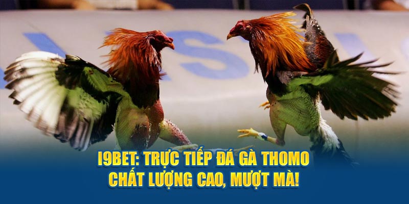 I9bet - Trực Tiếp Đá Gà Thomo Chất Lượng Cao, Mượt Mà