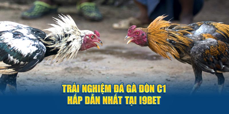 Trải Nghiệm Đá Gà Đòn C1 Hấp Dẫn Nhất Tại I9bet