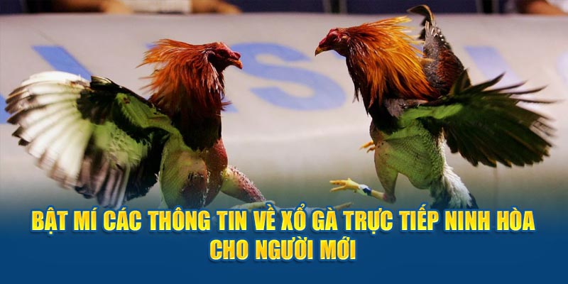 Xổ Gà Trực Tiếp Ninh Hòa