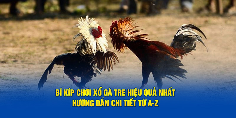 Bí Kíp Xổ Gà Tre Hiệu Quả Nhất