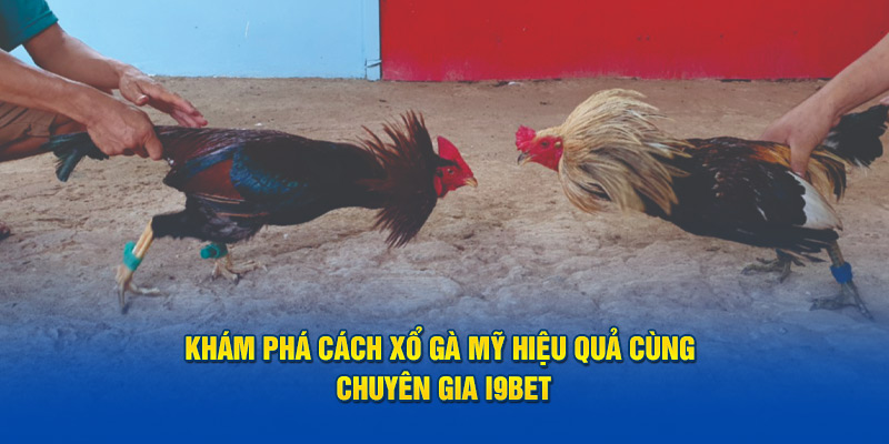 Khám Phá Cách Xổ Gà Mỹ