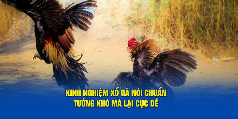 Kinh Nghiệm Xổ Gà Nòi Chuẩn