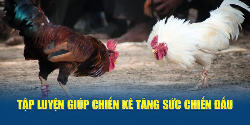 Tập luyện giúp chiến kê tăng sức chiến đấu 