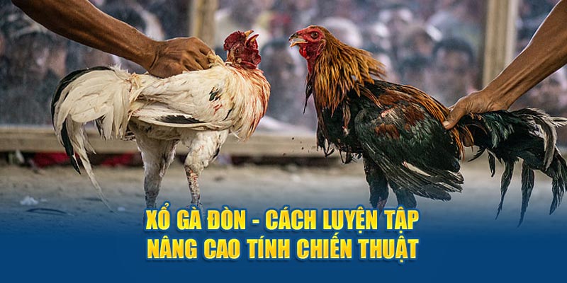 Xổ Gà Đòn