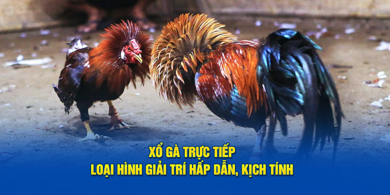 Xổ Gà Trực Tiếp